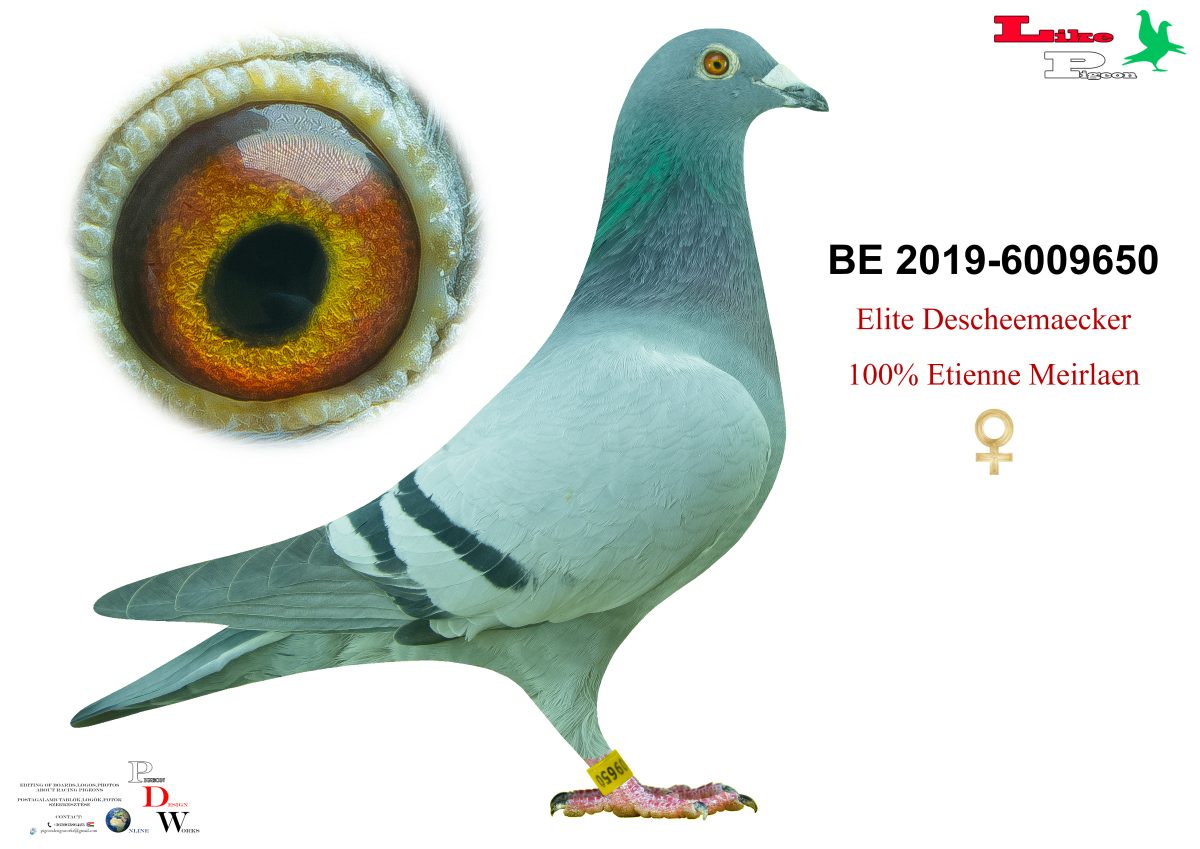 BE-2019-6009650