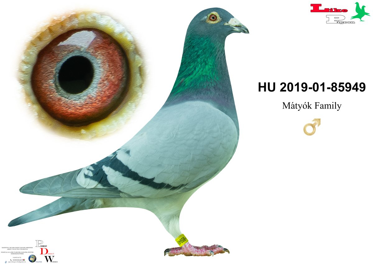 HU-2019-01-85949 Mátyók Family Aukció