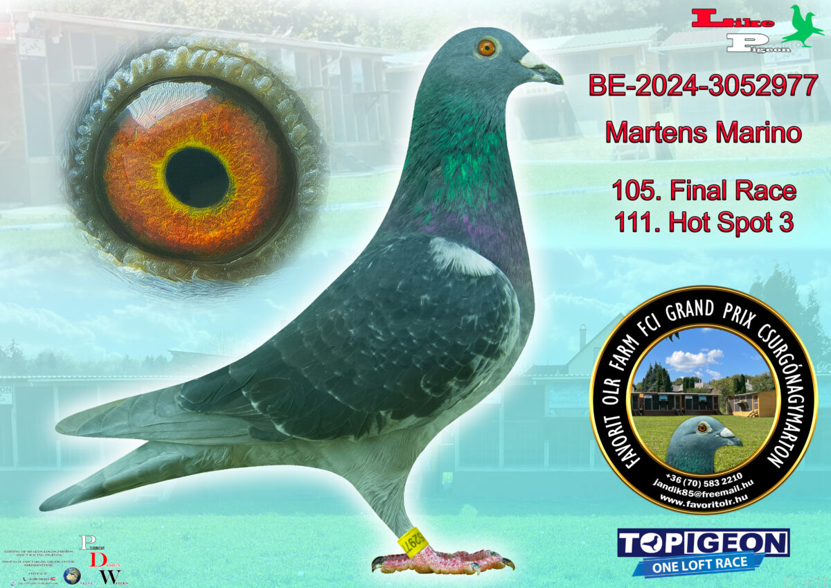 BE-2024-3052977 Martens Marino